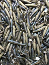 Load image into Gallery viewer, 3.5” SWIMMING MINNOW, PADDLE TAIL, SWIMBAIT, BASS LURE, GREY GHOST (25)