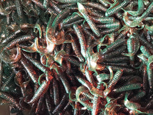 Load image into Gallery viewer, 4” Curly Tail Grubs, Twister Grub, Motor Oil (25)
