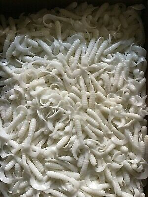 4” CURLY TAIL GRUB WHITE, Bass, Perch, Walleye, Flounder, Fluke 100
